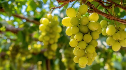 Sun-kissed Green Grapes Hanging Heavy on the Vine: a promise of harvest.