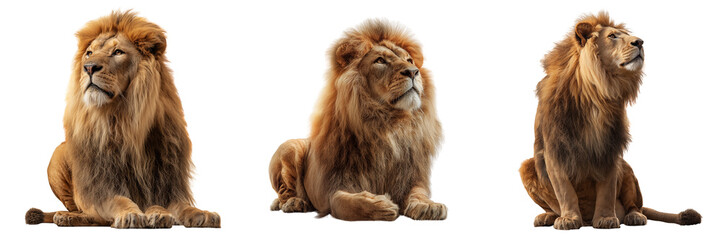 Fototapeta premium Set of Full-body lion sitting on a bright on transparent png background. Ai generated