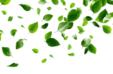 Falling vibrant green leaves against black background