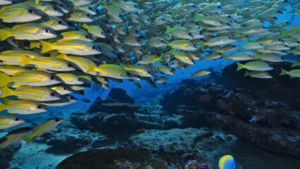A split-level over-under photo of yellowtail snappers swimming over a vibrant coral reef, showcasing the dynamic beauty and diversity of underwater life.