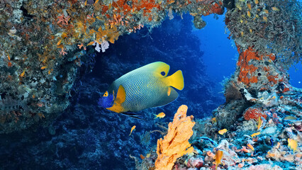 A vibrant yellow and blue angelfish swims gracefully through a coral reef, surrounded by colorful marine life. The underwater scene captures the beauty of sea life, showcasing the diverse ecosystem.