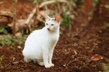 Cute Domestic Cats Exploring a Mossy Path and Red Dirt Ground Outdoors