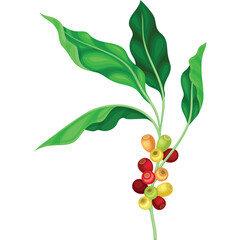Coffee Plant Branch With Ripe Red and Green Cherries and Vibrant Green Leaves Isolated on White Background