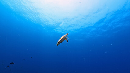 A sea turtle gracefully swims in the deep blue ocean, its flippers propelling it through the water. Sunlight filters down, creating a serene and majestic underwater scene.