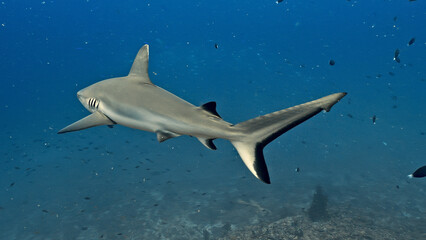 A sleek hammerhead shark glides through the deep blue ocean, surrounded by small fish. The underwater scene, captured with aquatic photography, highlights the shark's distinctive shape.