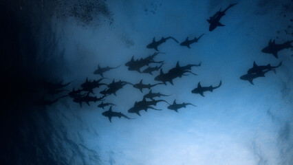 A high contrast silhouette of dolphins swimming gracefully in the deep blue ocean, showcasing the...
