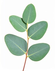 Obraz premium Fresh Green Eucalyptus Leaf Isolated on White Background Representing Botanical Biotic Plant and Natural Aroma Concept