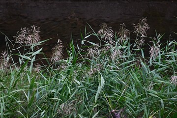 Common reeds grow on riverbanks. Poaceae  perennial grass. Recent construction of embankments has taken away the habitat of the creatures that live in the reed beds.