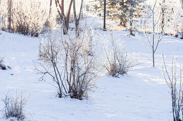 Frosty fruit trees and bare shrubs in winter garden landscape