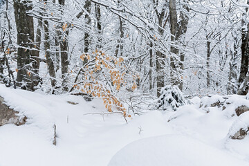 Winter beech forest January. Snow-covered trees in the forest. Beautiful fabulous winter background. Travel uphill through large snowdrifts. Atmospheric winter landscape with dense impenetrable forest