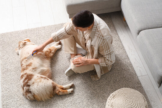 Young man brushing cute Australian Shepherd dog in living room