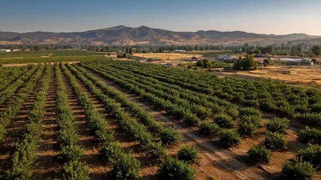 Medium shot of orchard showing grid layout with evenly spaced trees in perfect rows highlighting orderly planned tree placement for optimized growth.