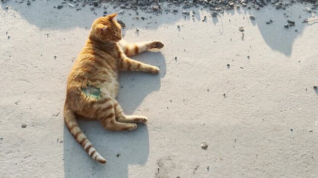 A video of a newly spayed ginger cat lying on the ground by the sea, capturing its calm recovery and serene coastal surroundings in a peaceful moment.

