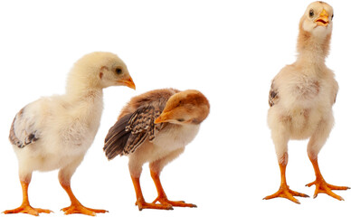 Newborn baby chicks agriculture concept poultry farm