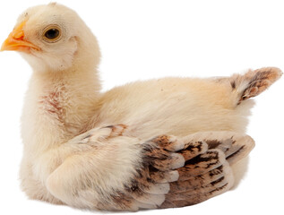 Newborn baby chicks agriculture concept poultry farm