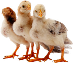 Newborn baby chicks agriculture concept poultry farm