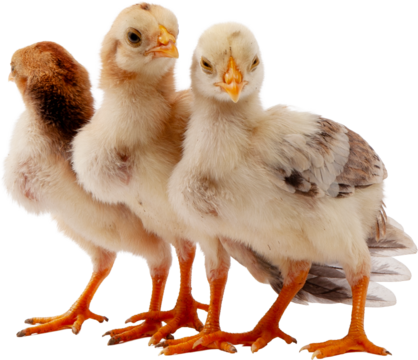 Newborn baby chicks agriculture concept poultry farm