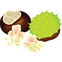 Autumn Horse Chestnut Seed With Spiky Green Husk and Delicate White Flowers on Transparent Background