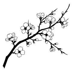Fototapeta premium Blossom branch with flowers in minimalistic black and white style 