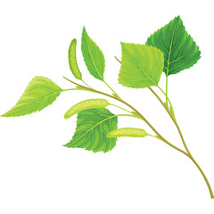 A delicate birch tree branch showcases vibrant green leaves and elongated catkins against a clean white background with a transparent effect highlighting the natural detail and fresh spring growth