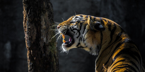 portrait of a bengal tiger