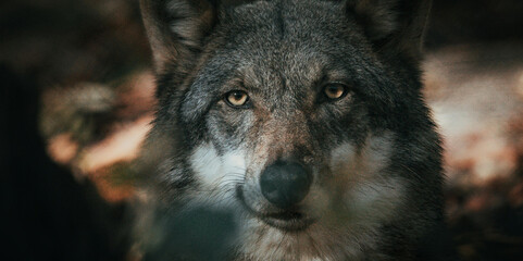 Obraz premium gray wolf portrait