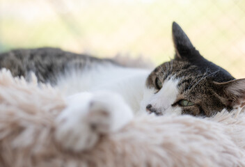 窓辺でくつろぐ猫　キジトラ白	