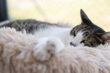 窓辺でくつろぐ猫　キジトラ白	