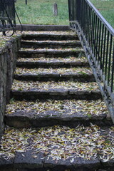 beautiful staircase covered with leaves,