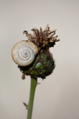 Un escargot se prot&egrave;ge de la chaleur 