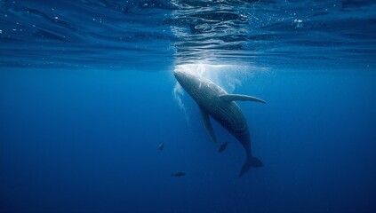Naklejka premium The whale is in the water