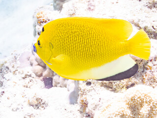 シテンヤッコ, Threespot Angelfish, Apolemichthys trimaculatus,...