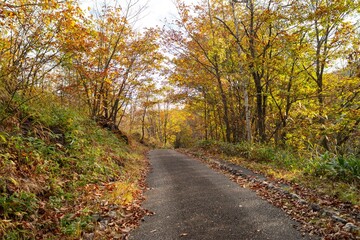 乗鞍高原の美しい紅葉