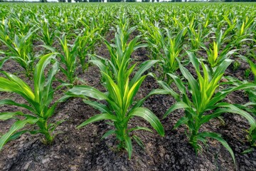 Obraz premium Rows of young, vibrant green corn plants growing in a field under a bright sky