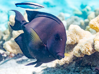 ナガニザ, Brown Surgeonfish, Acanthurus nigrofuscus,...