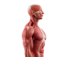 Anatomy demonstration image, Comprehensive visual exhibit revealing detailed muscle structures