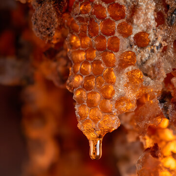 Close-up of golden amber propolis resin dripping from a beehive under warm sunlight.