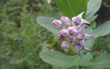 Close-up of a blooming crown flower (Calotropis gigantea) with delicate purple and white petals surrounded by green leaves.