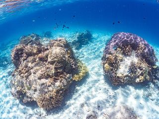 アマミスズメダイ, Stout chromis, Chromis chrysura,...