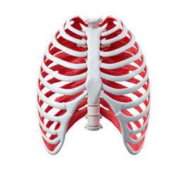 Detailed rib anatomy, Highresolution medical rendering showcasing thoracic anatomy details