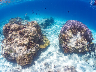 アマミスズメダイ, Stout chromis, Chromis chrysura,...