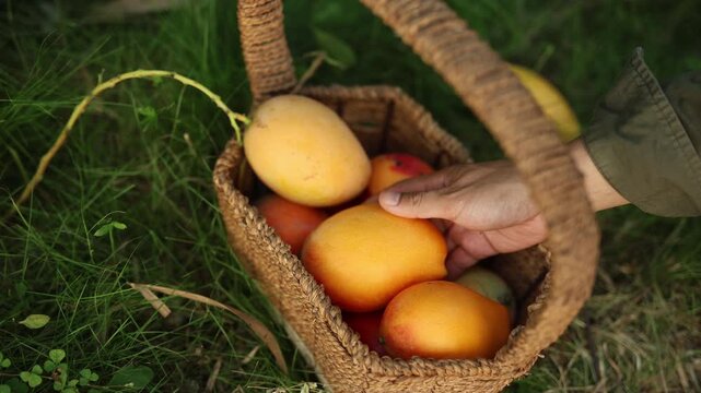 Hand placing ripe mangoes in a farm to table harvest basket