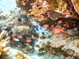 アカマツカサ, Blotcheye soldierfish, Myripristis berndti, イットウダイ科,
美しいサンゴ礁と熱帯魚の群れ。
嘉比島沖縄県
島尻郡慶良間諸島座間味島-2025
サンゴの産卵があり卵が漂う。沖縄本島から40km西方の諸島。30以上の島嶼群全体が国立公園に指定。珊瑚礁の青い海と白い砂浜は世界屈指の美。貴重な動植物が多数生息。
