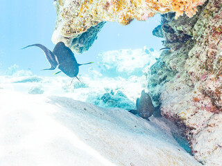 アオノメハタ, Peacock grouper, Peacock coralcod, Cephalopholis argus,...