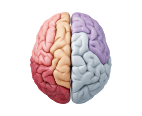 Vivid illustration contrasting creative and logical brain functions for educational purposes