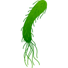 Green bacterium with flagella isolated on a transparent background rendered in a simple flat graphic style showing microbial life and science illustration