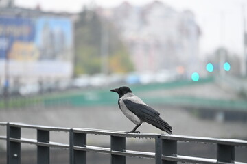 Crow on a railing by the river with the city in the background
