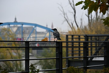 Crow on a railing by the river with the city in the background
