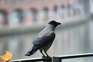 Crow on a railing by the river with the city in the background
