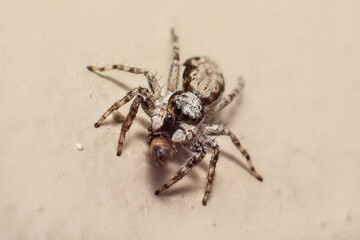 Macro Portrait of a Striped Jumping Spider (Salticidae) with Prey on a Wall